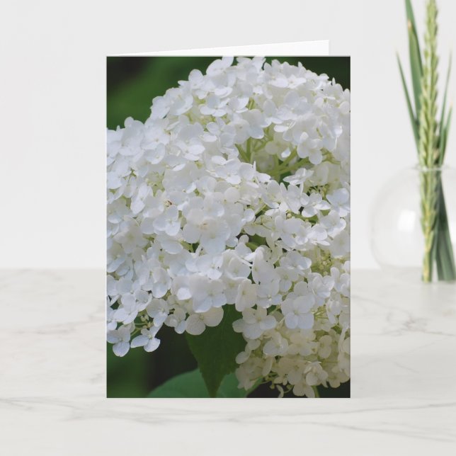 Vit Hydrangeus-hälsningskort Kort (Framsida)