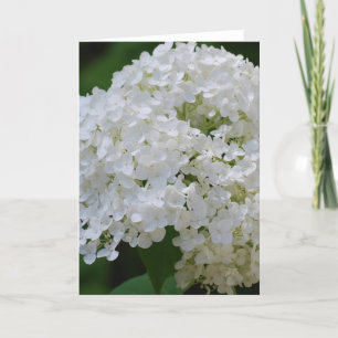 Vit Hydrangeus-hälsningskort Kort