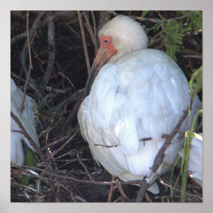 Vit Ibis Bird Photo Poster