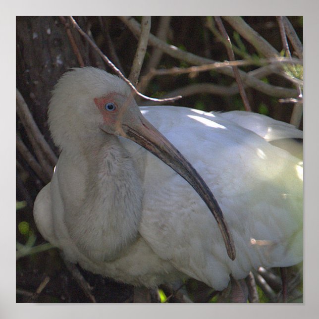 Vit Ibis Bird Photo Poster (Framsidan)
