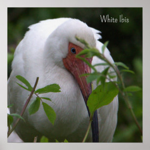 Vit Ibis Bird Photo Poster