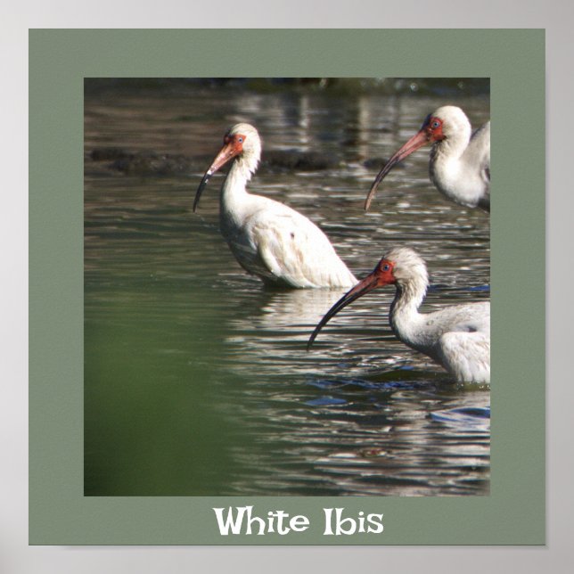 Vit Ibis Fågel Foto Affisch (Framsidan)
