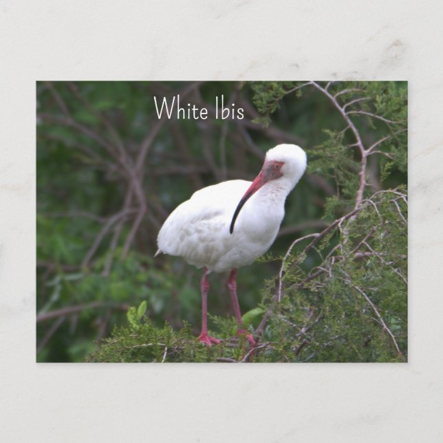 Vit Ibis Foto Postkort Vykort (Framsida)