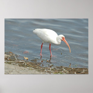 Vit Ibus Shore Fishing (Eudocimus albus) Poster