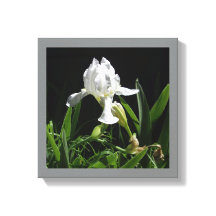 Vit Iris för din vägg 