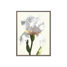 Vit irisblomma canvas fotokonst