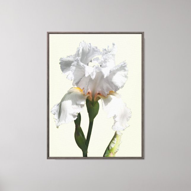 Vit irisblomma canvas fotokonst (Framsida)