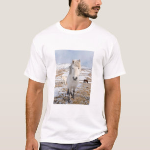 Vit isländsk häst, Island T-shirt