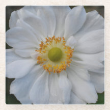 Vit japansk anemonBlommigt