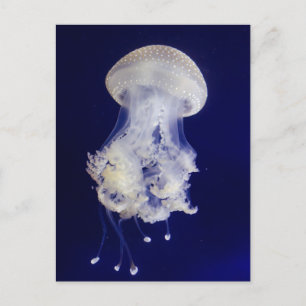 Vit jellyfisk på blått bakgrundsfoto vykort