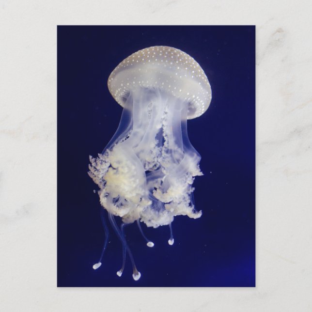 Vit jellyfisk på blått bakgrundsfoto vykort (Framsida)