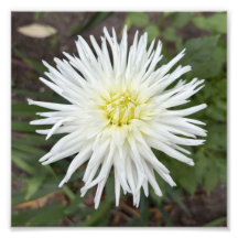 Vit Kaktusdalia Botanisk Blomma Foto Print