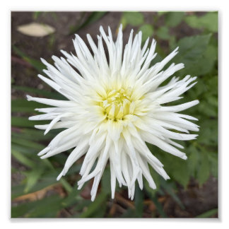 Vit Kaktusdalia Botanisk Blomma Foto Print