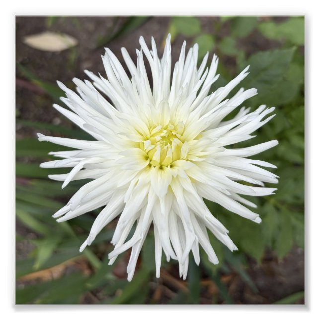 Vit Kaktusdalia Botanisk Blomma Foto Print (Framsidan)