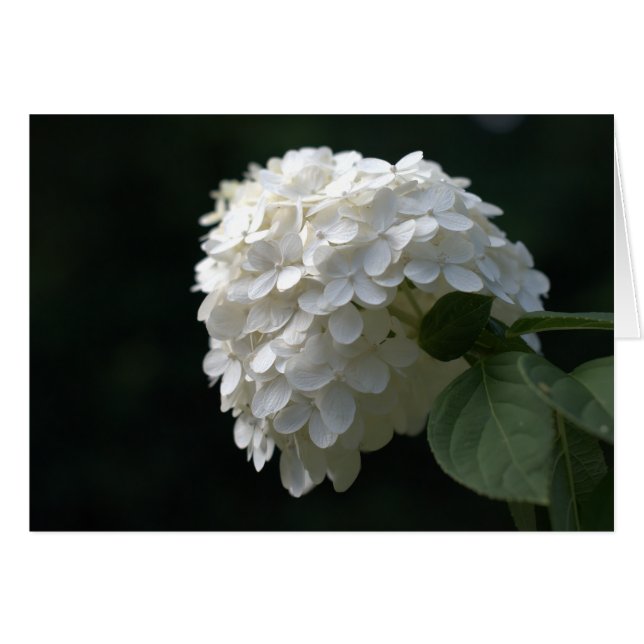 Vit kalk Hydrangea Blank Inside Hälsningskort (Framsidan Horizontal)