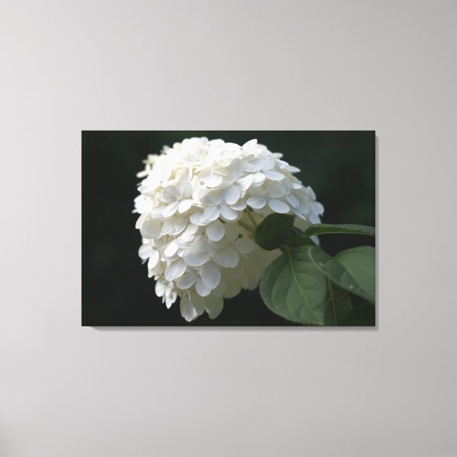 Vit kalk Hydrangea Flower Kanvastryck (Framsida)