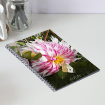 Vit Kålslagsfjäril på Rosa Dahlia Blomma
