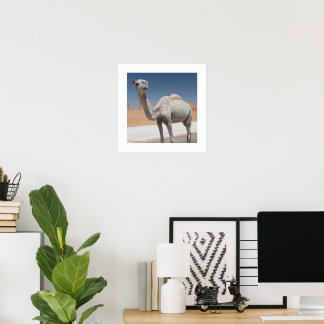 Vit kamel i öknen under en klar blå himmel poster