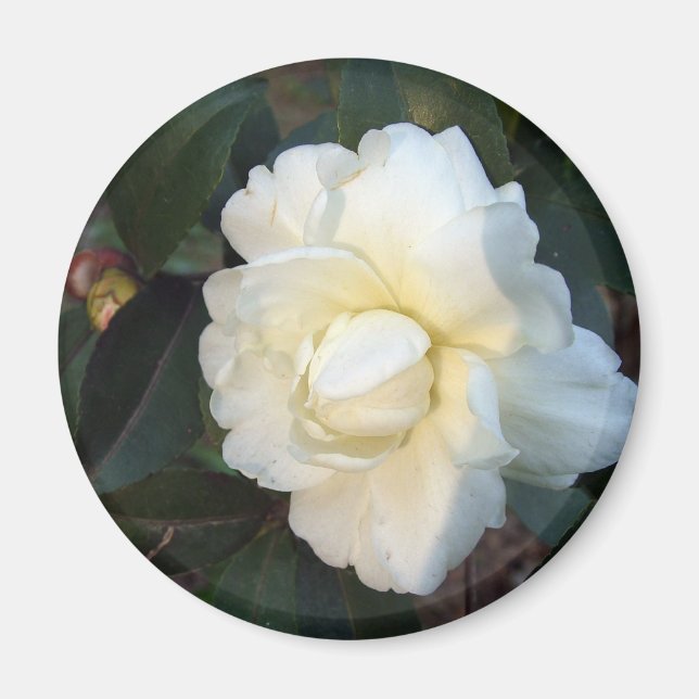 vit kamelia blomma magnet (Framsidan)