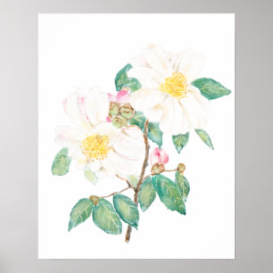 vit kamellblomma, vattenfärg poster
