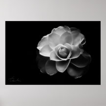 vit kamellia BW