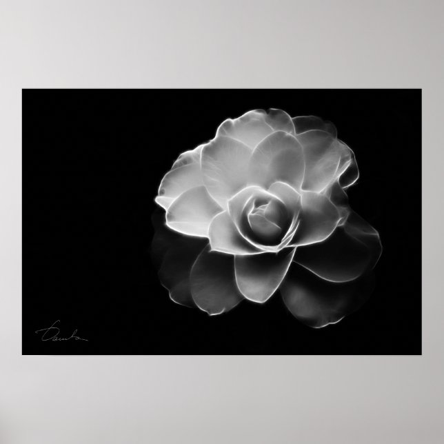 vit kamellia BW Poster (Framsidan)