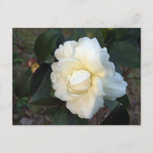 vit kamellinblomma vykort
