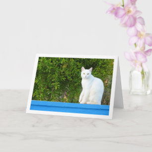 Vit katt i granatäpplet Träd Kort