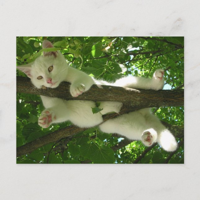 Vit Katt i Träd Vykort (Framsida)