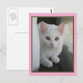 Vit Katt-kort Vykort