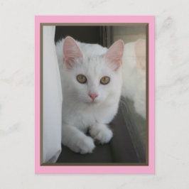 Vit Katt-kort Vykort