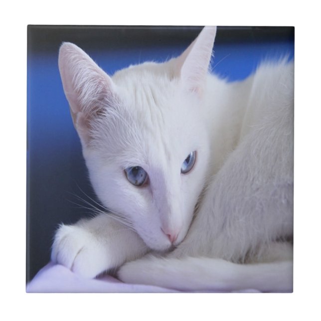 Vit katt med blå Öga Kakelplatta (Framsidan)