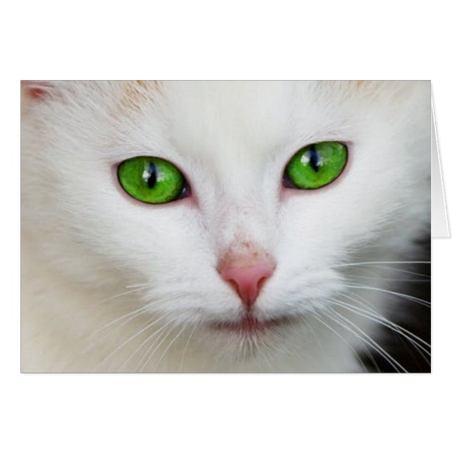 Vit katt med gröna ögon hälsningskort (Framsidan Horizontal)