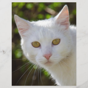 Vit Katt med Gult Öga