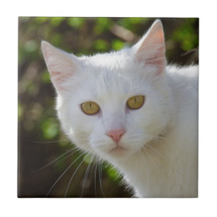 Vit Katt med Gult Öga Kakelplatta