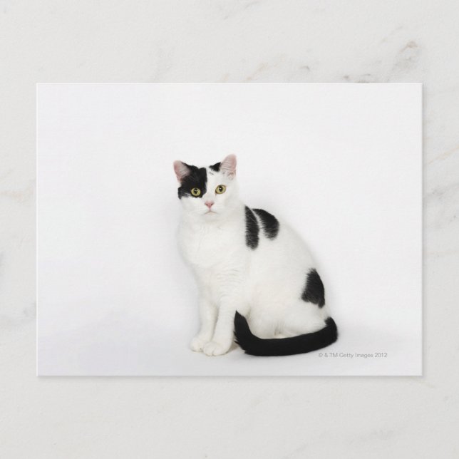Vit katt med svarta prickar vykort (Framsida)
