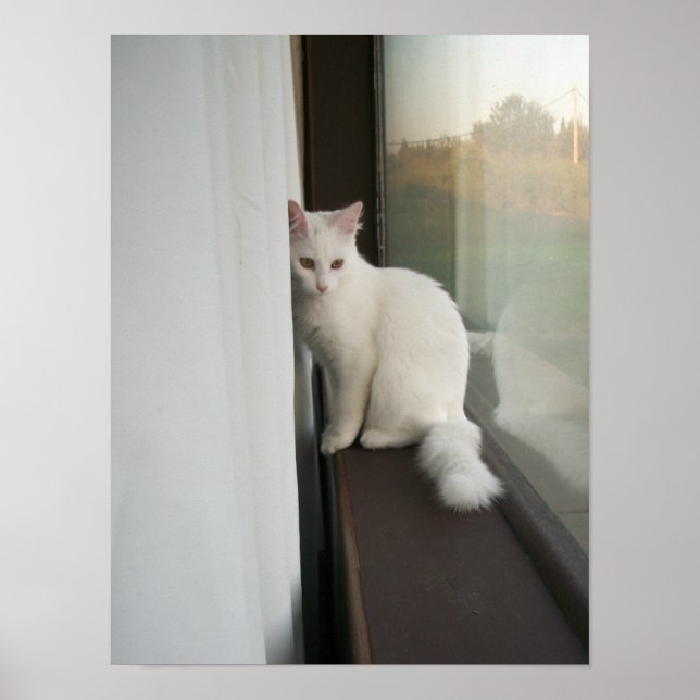 Vit katt Poster (Framsidan)