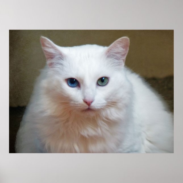 Vit Katt Poster (Framsidan)