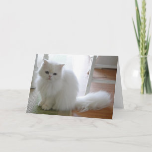 Vit katt: Purrrfect Birthday Kort