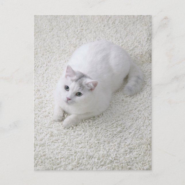 Vit katt som tittar upp vykort (Framsida)