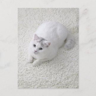 Vit katt som tittar upp vykort