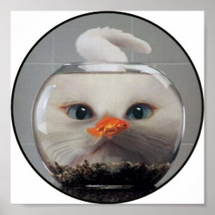 Vit Katt Tittar genom en goldfish Bowl Poster