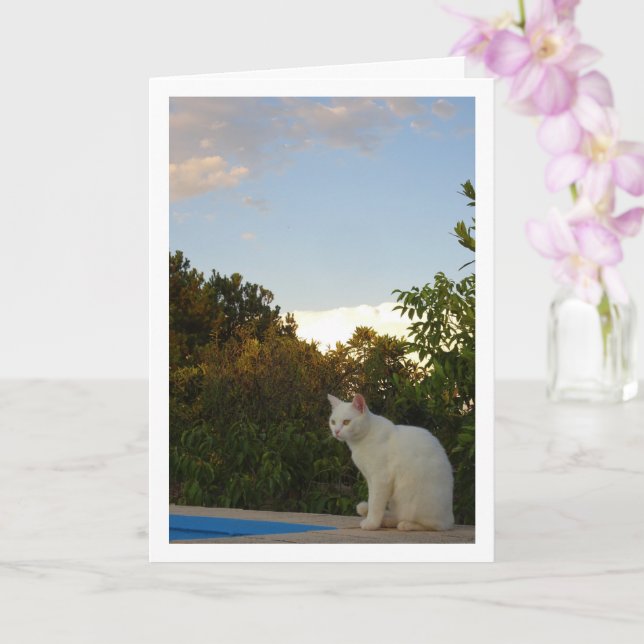 Vit Katt vid Swimming Bassäng Card Kort (Orkide)