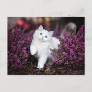 Vit Katt Vykort