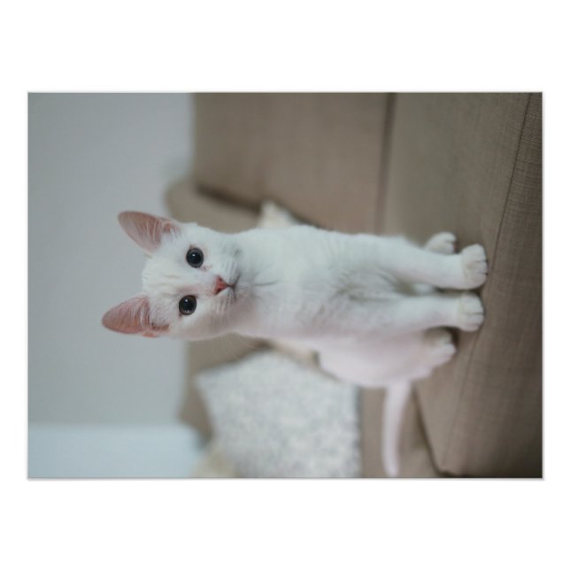 Vit katt | Zazzle_Growshop Fototryck (Framsidan)