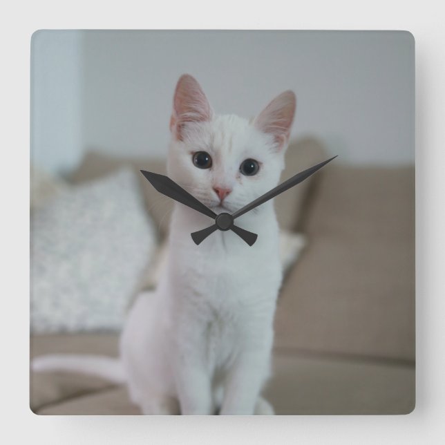 Vit katt | Zazzle_Growshop Fyrkantig Klocka (Framsida)