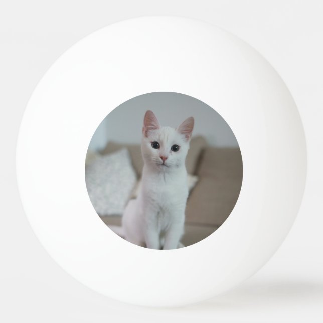 Vit katt | Zazzle_Growshop Pingisboll (Framsidan)