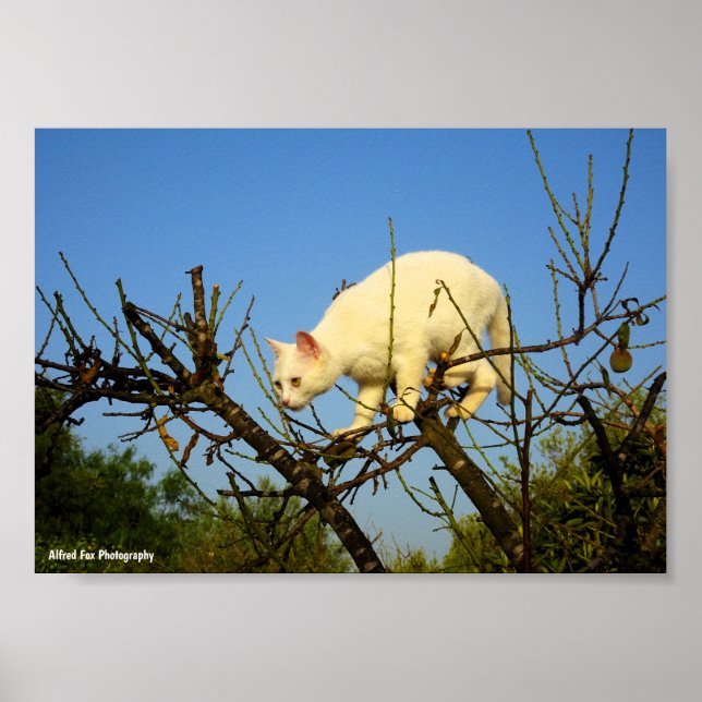Vit kattunge på mandelträd poster (Framsidan)