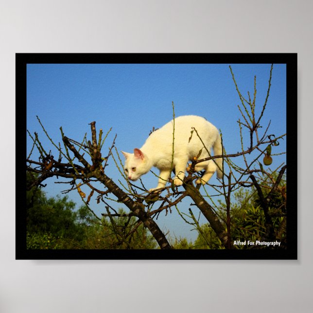 Vit kattunge på mandelträd poster (Framsidan)