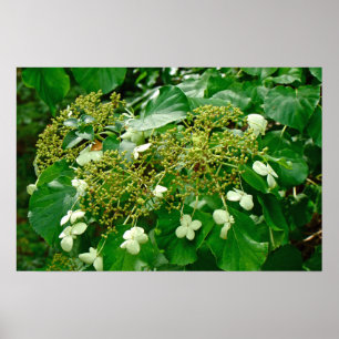 Vit Klättrande Hydrangea - Affisch